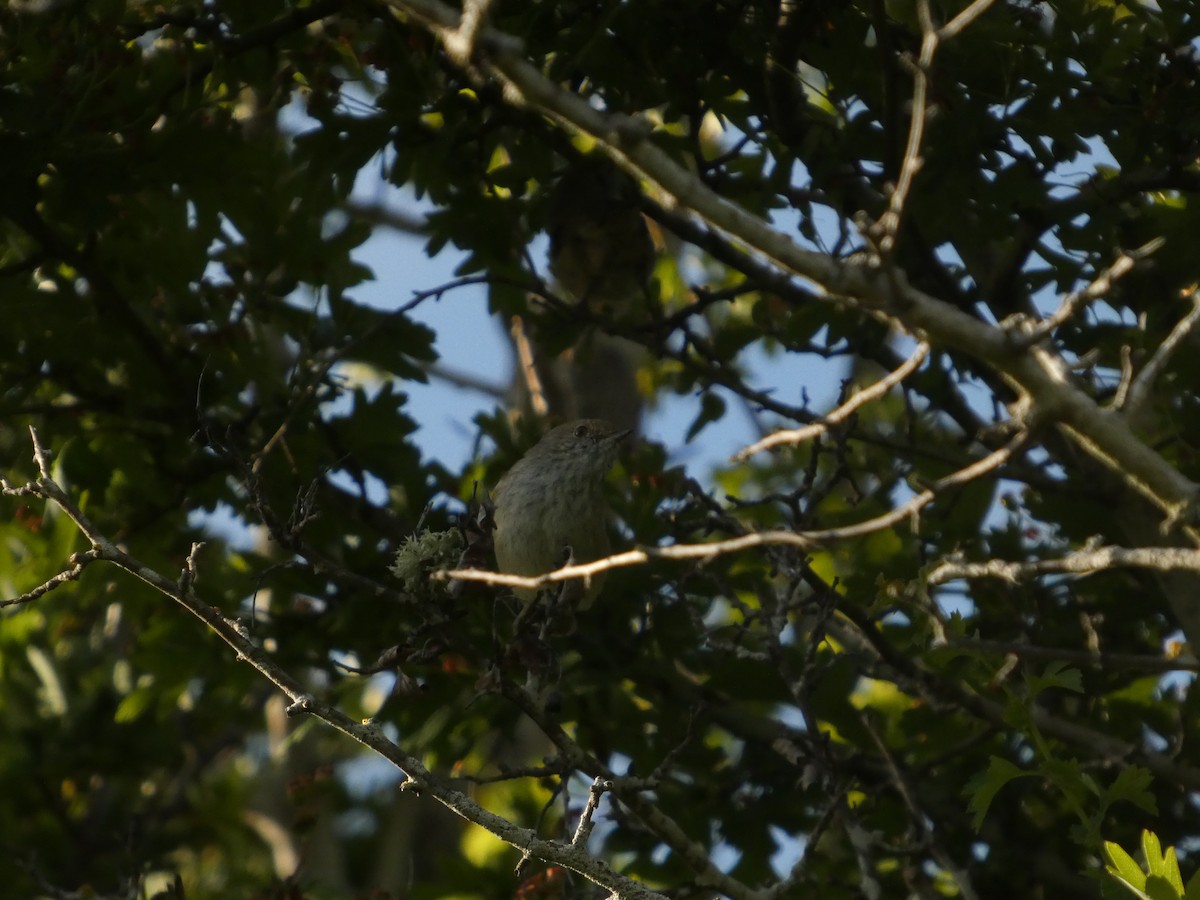 Brown Thornbill - ML647175480