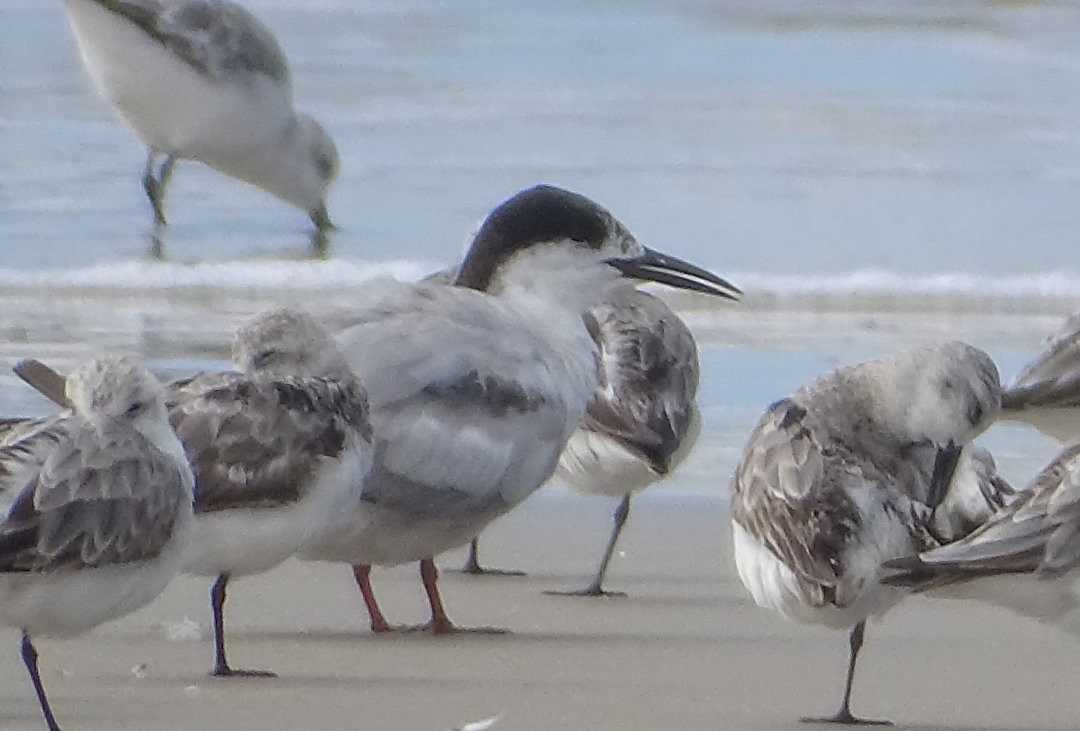 Sanderling - ML647175481