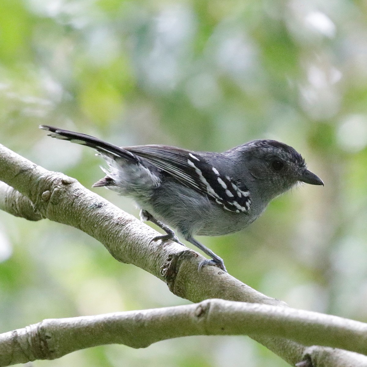 Variable Antshrike - ML647175482