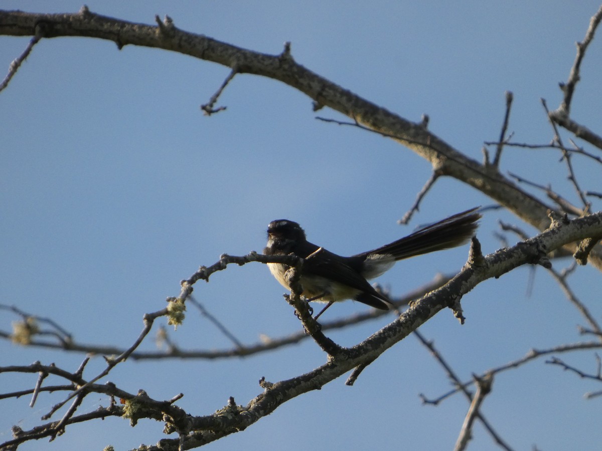 Gray Fantail - ML647175484