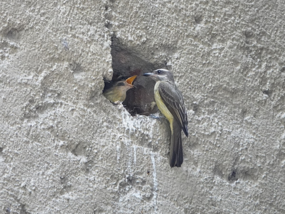 Golden-crowned Flycatcher - ML647175486