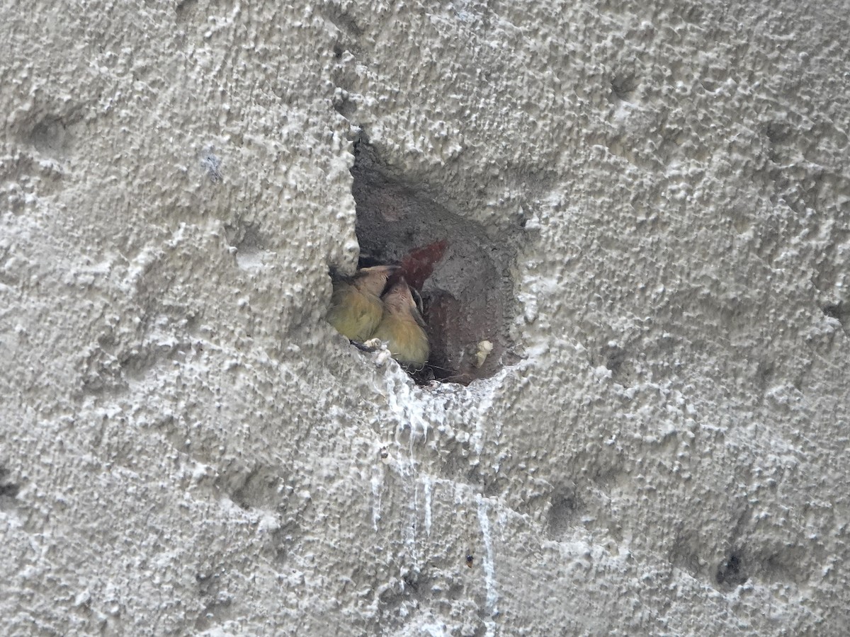 Golden-crowned Flycatcher - ML647175487