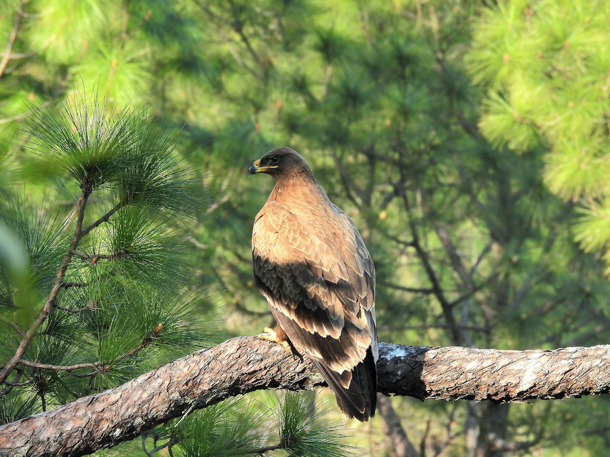 Steppe Eagle - ML647175488
