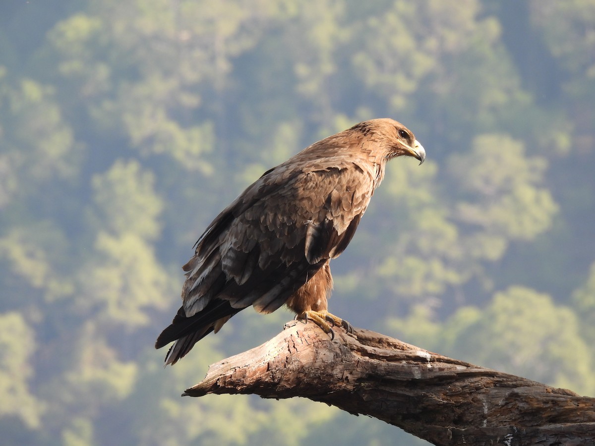 Steppe Eagle - ML647175489