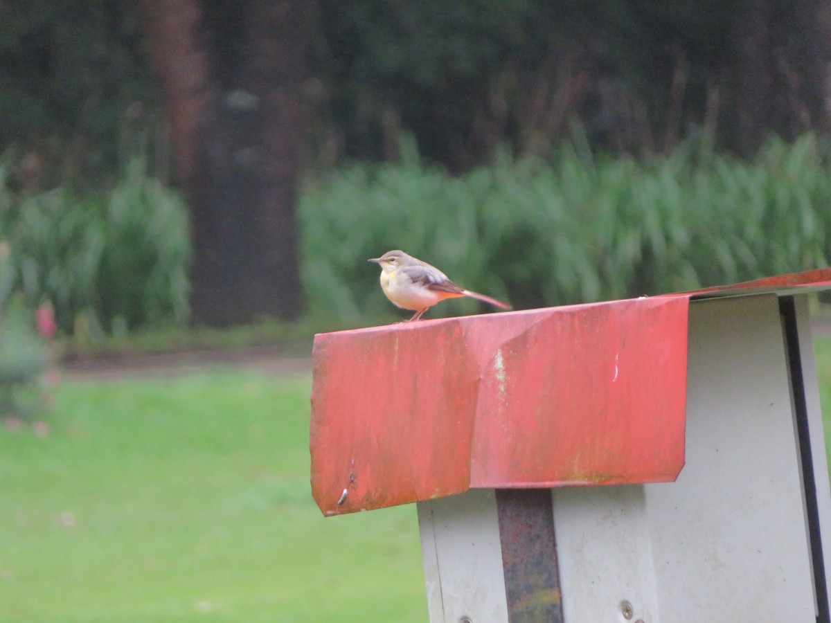Gray Wagtail - ML647175491
