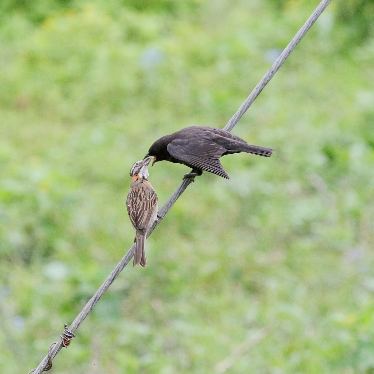Rufous-collared Sparrow - ML647175494