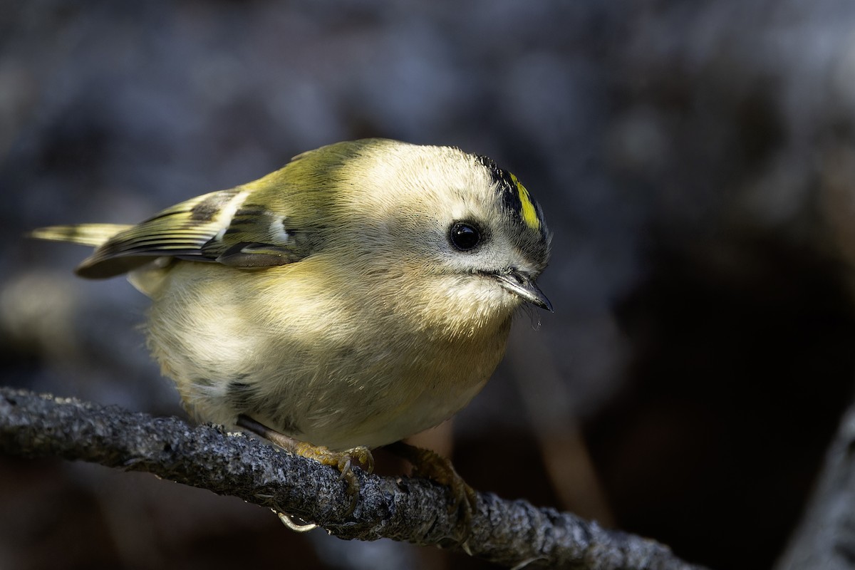 Goldcrest - ML647175496