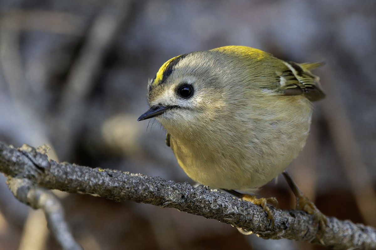 Goldcrest - ML647175497