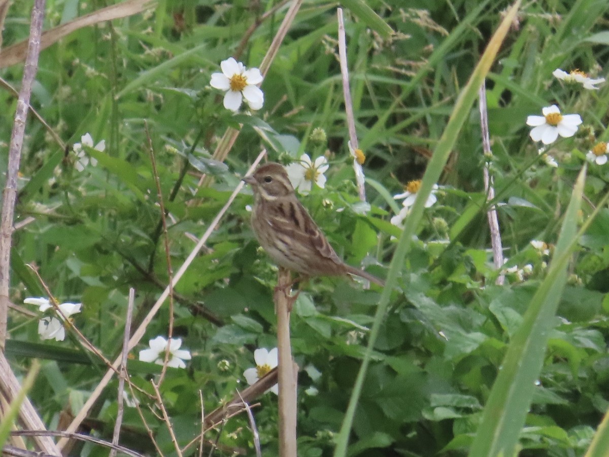 Black-faced Bunting - ML647175502