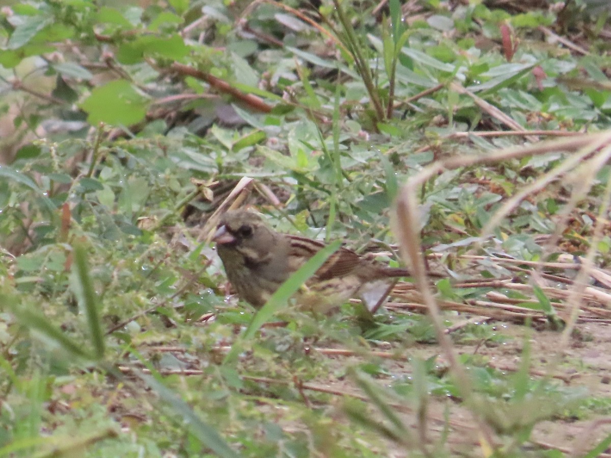 Black-faced Bunting - ML647175503