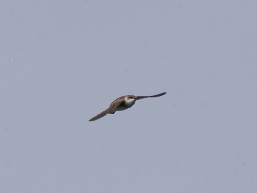Pale Martin - ML647175505