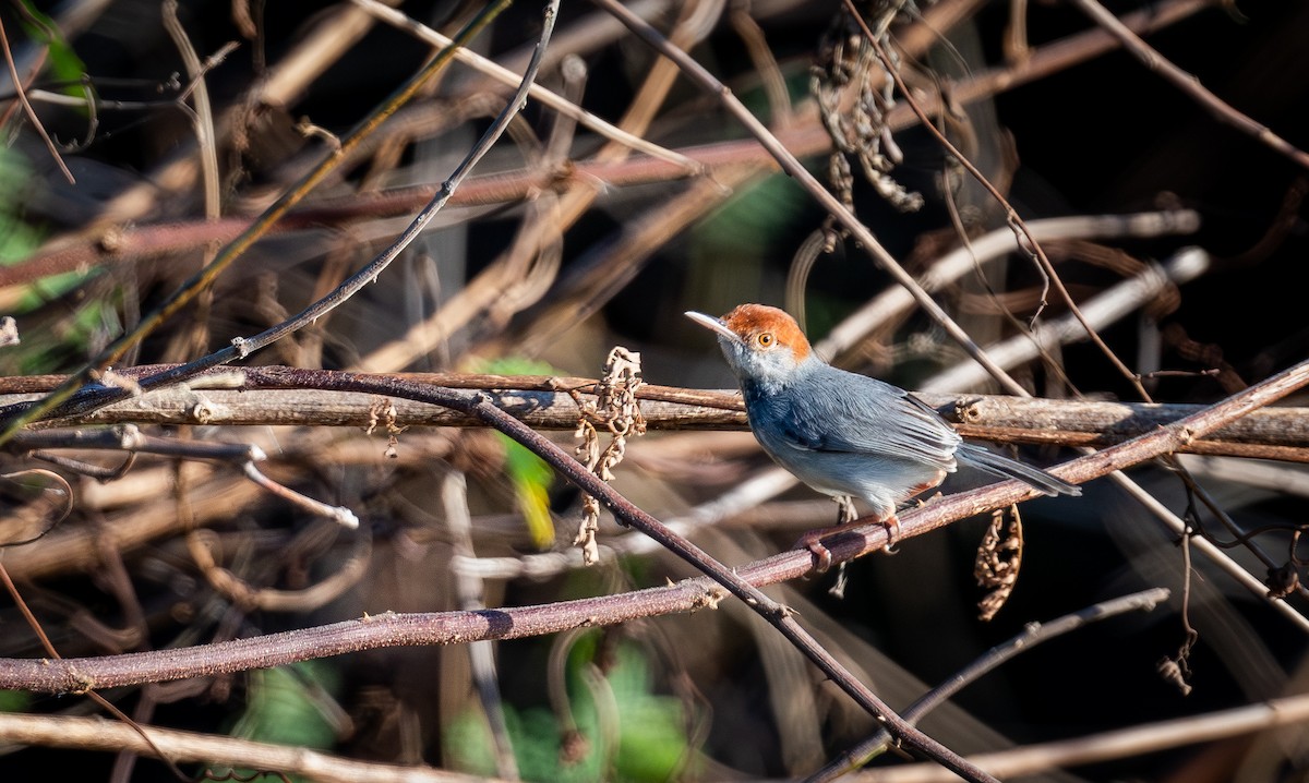 Cambodian Tailorbird - ML647175507