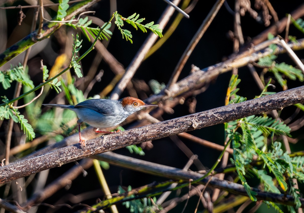 Cambodian Tailorbird - ML647175508