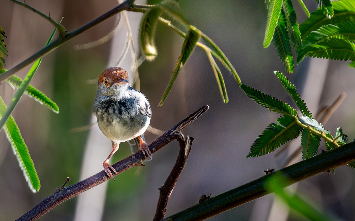 Cambodian Tailorbird - ML647175509