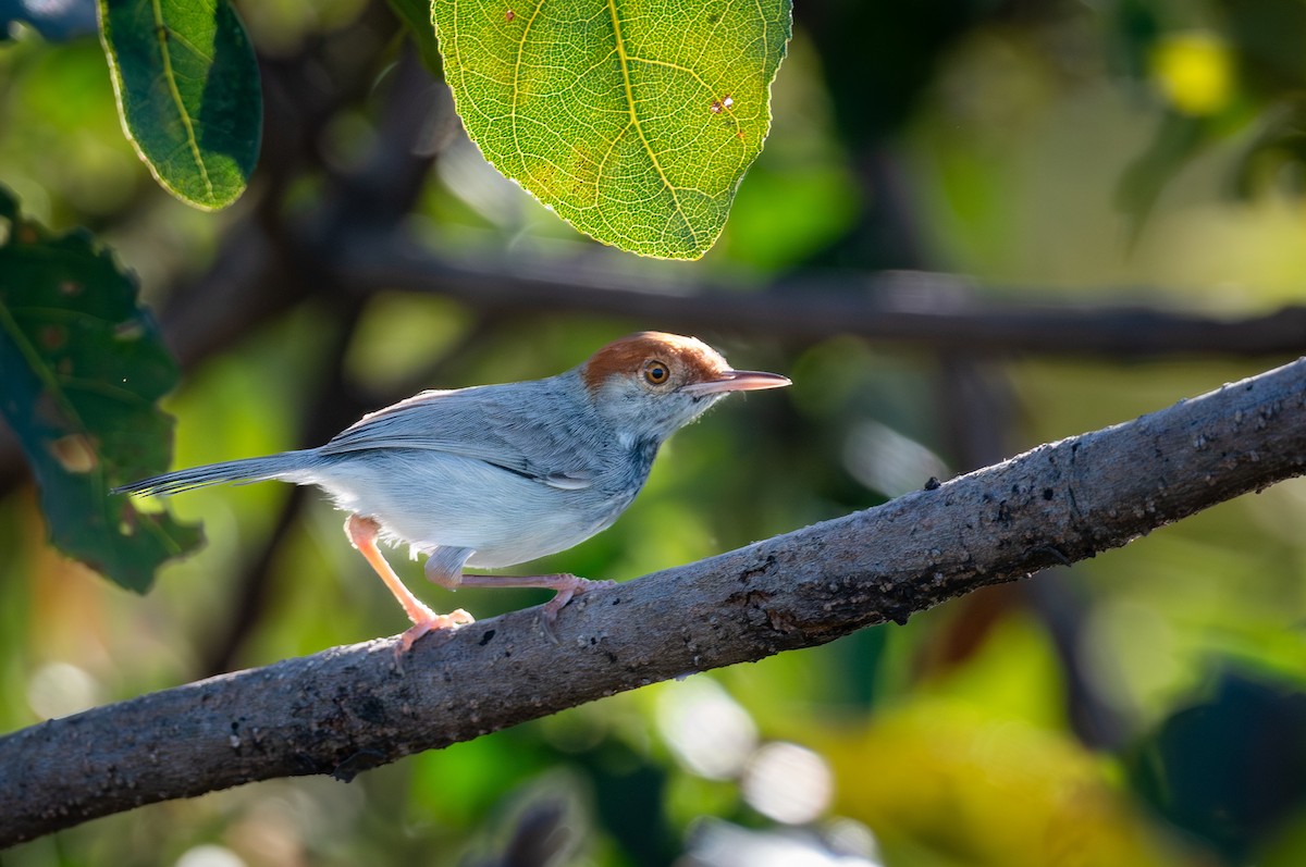 Cambodian Tailorbird - ML647175510