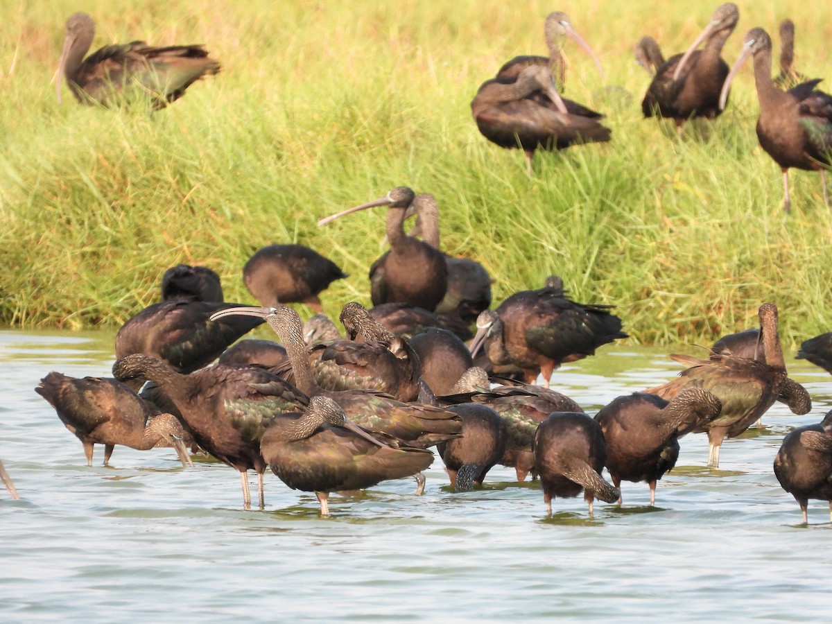 Glossy Ibis - ML647175511