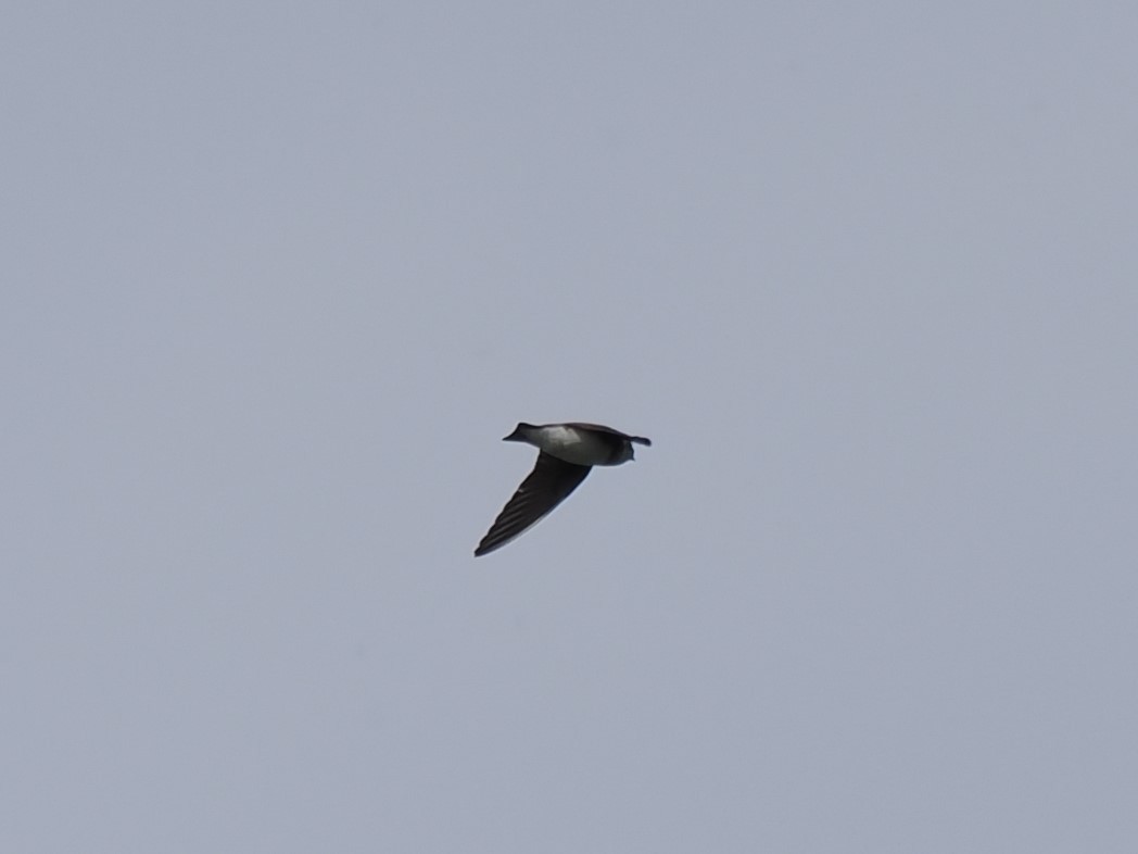Pale Martin - ML647175512