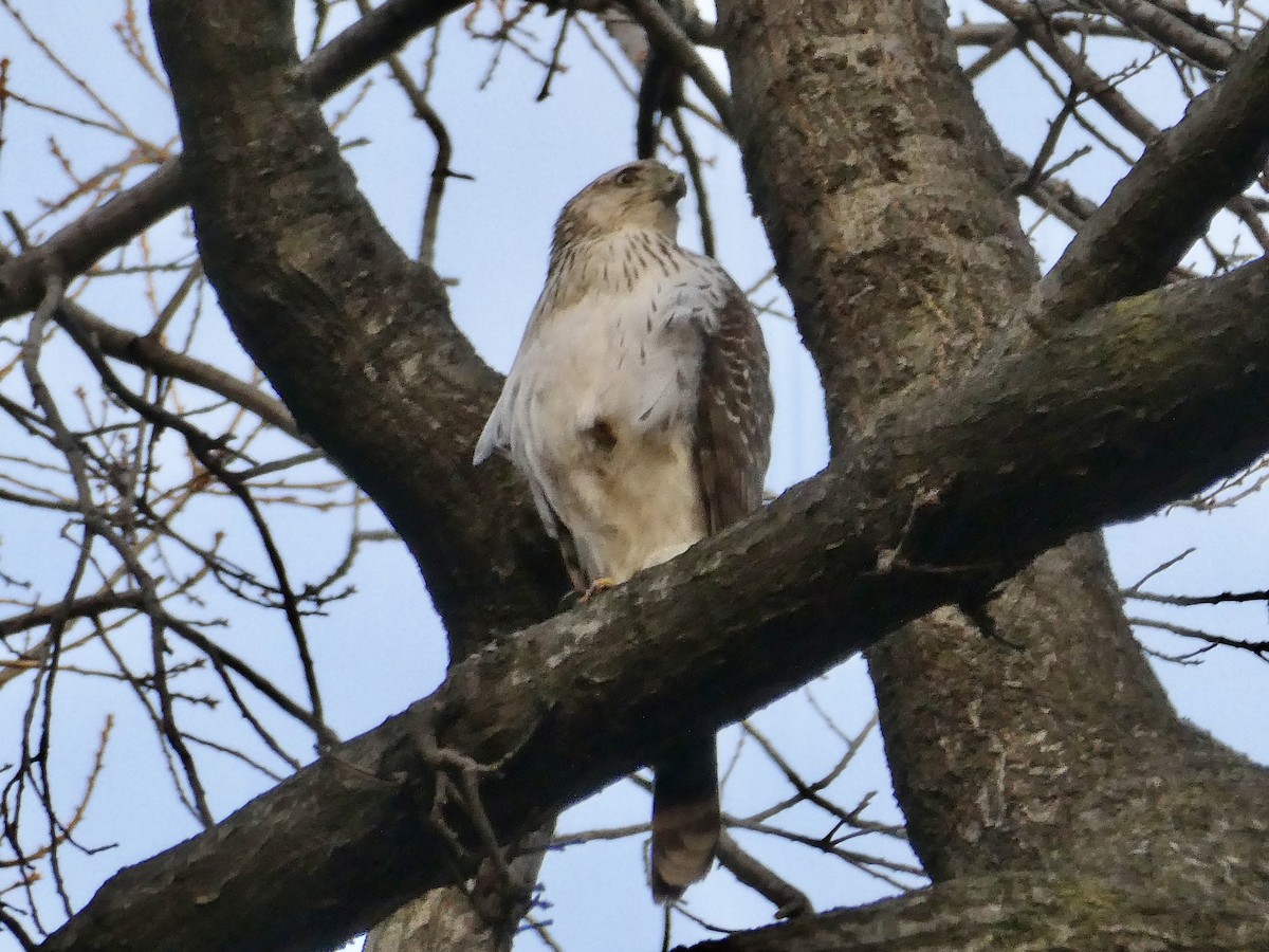 Cooper's Hawk - ML647175513