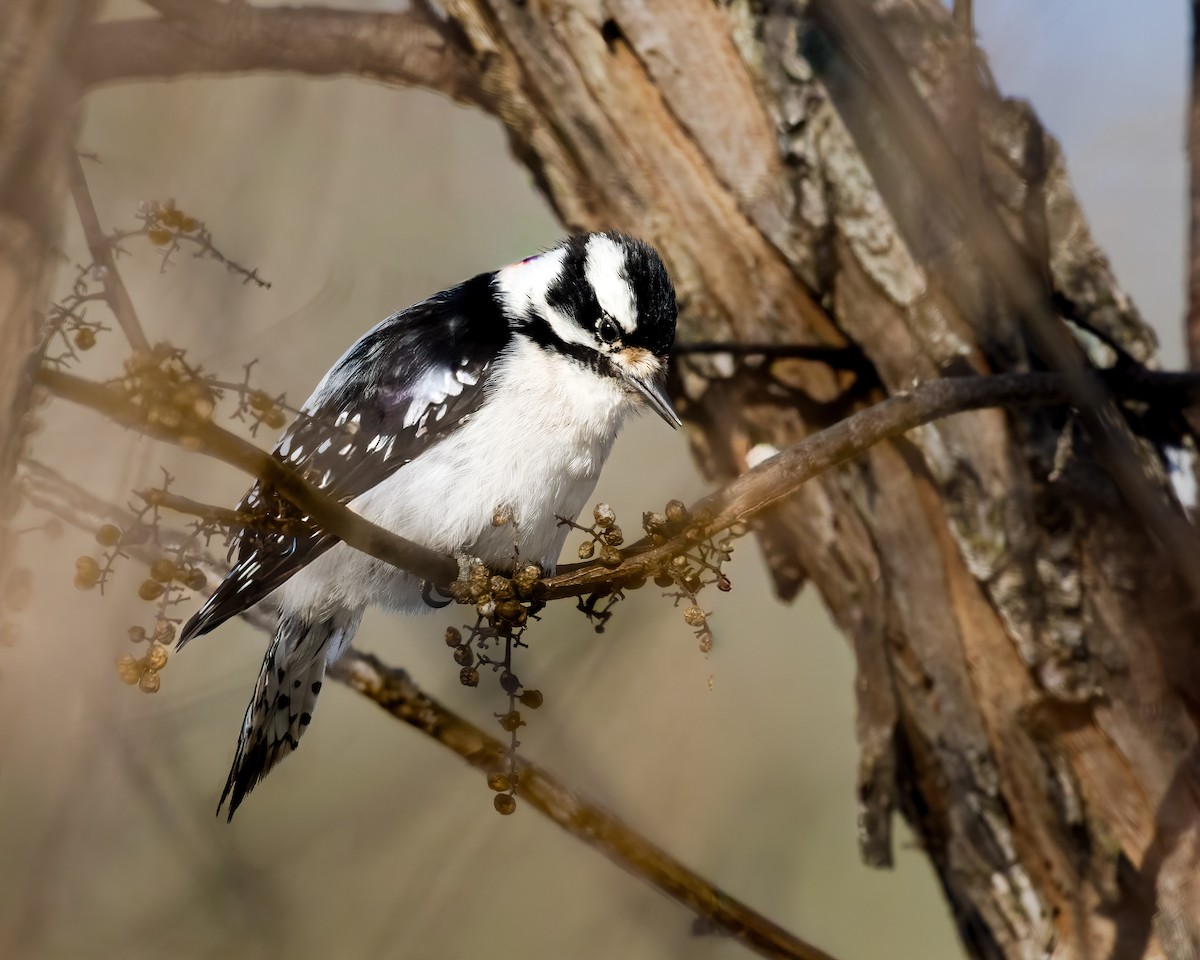 Downy Woodpecker - ML647175519