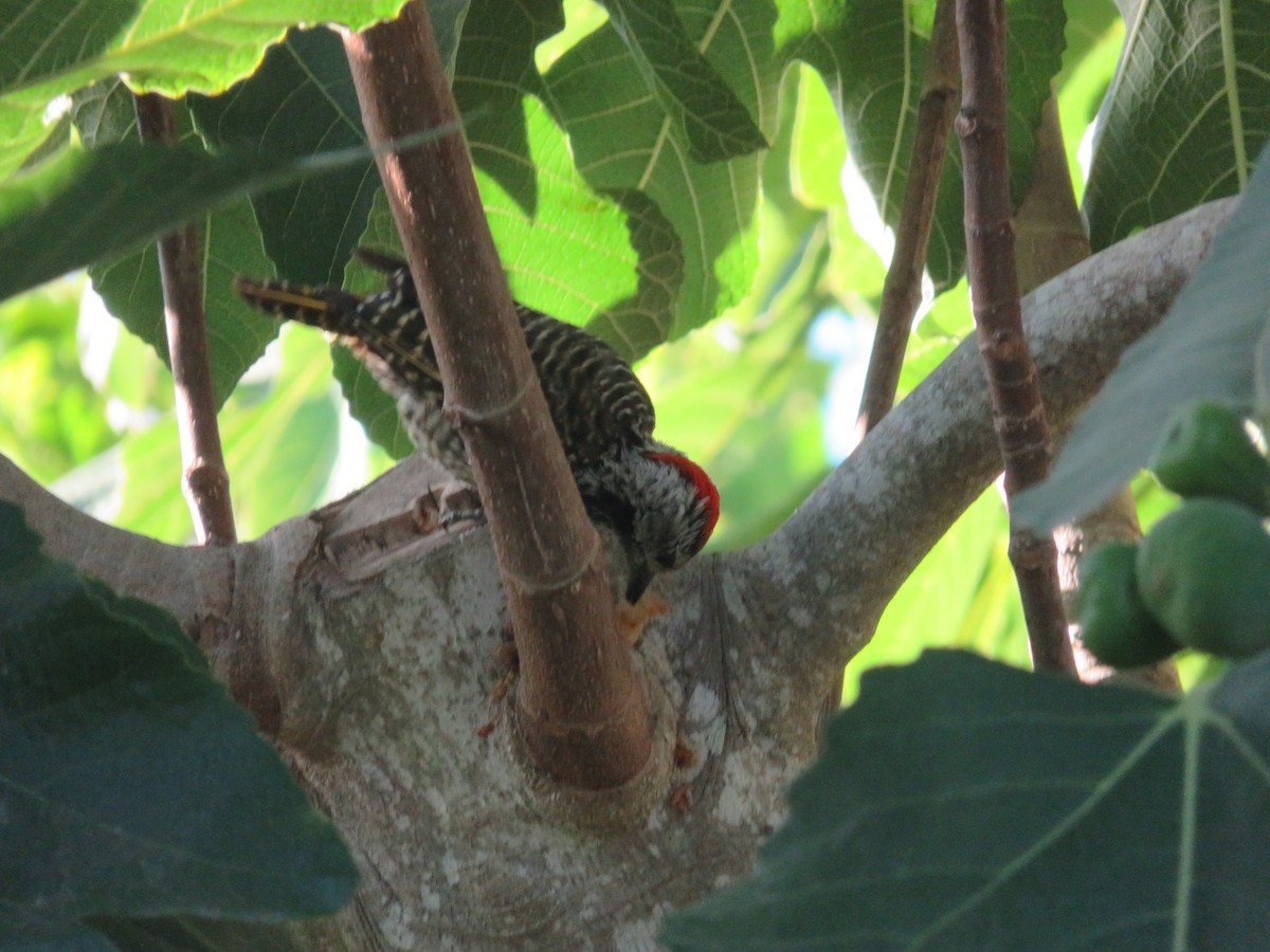 Cardinal Woodpecker - ML647175522
