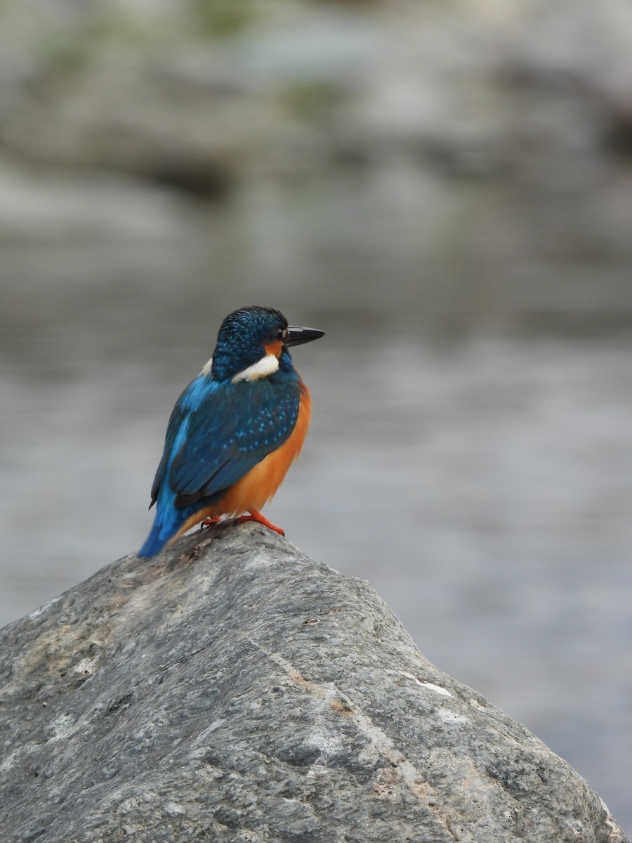 Common Kingfisher - ML647175544