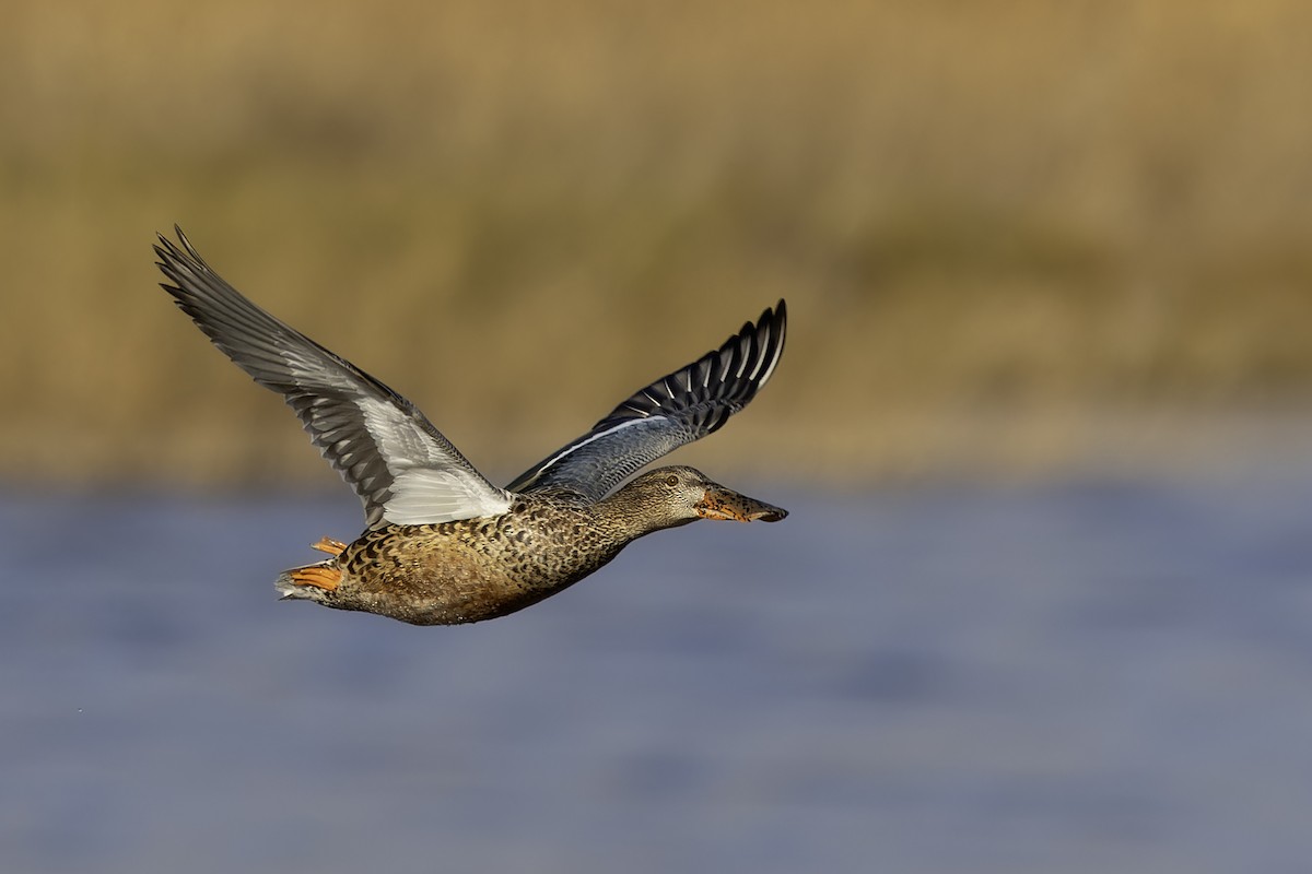 Cuchara Común - ML647175556