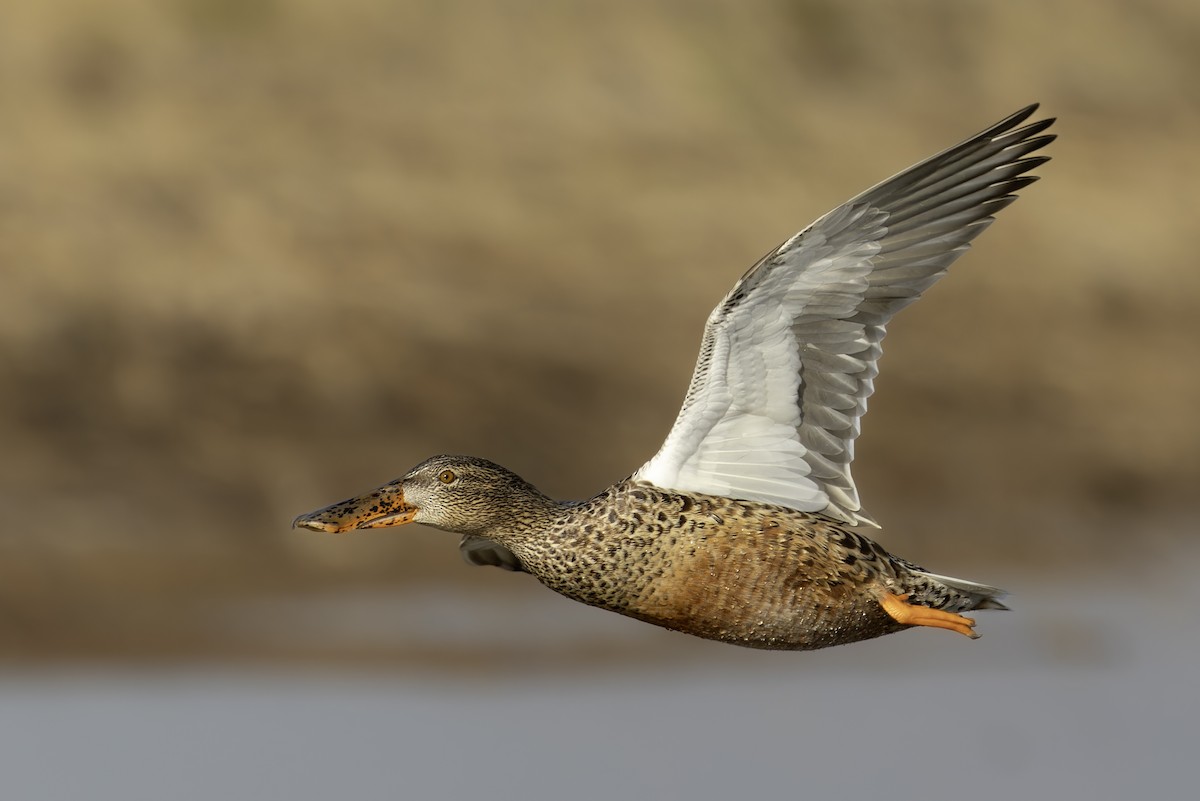 Cuchara Común - ML647175557