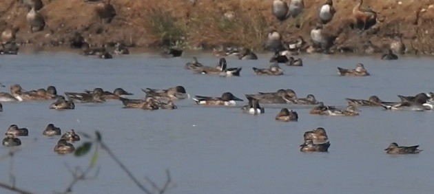 ハシビロガモ - ML647175560