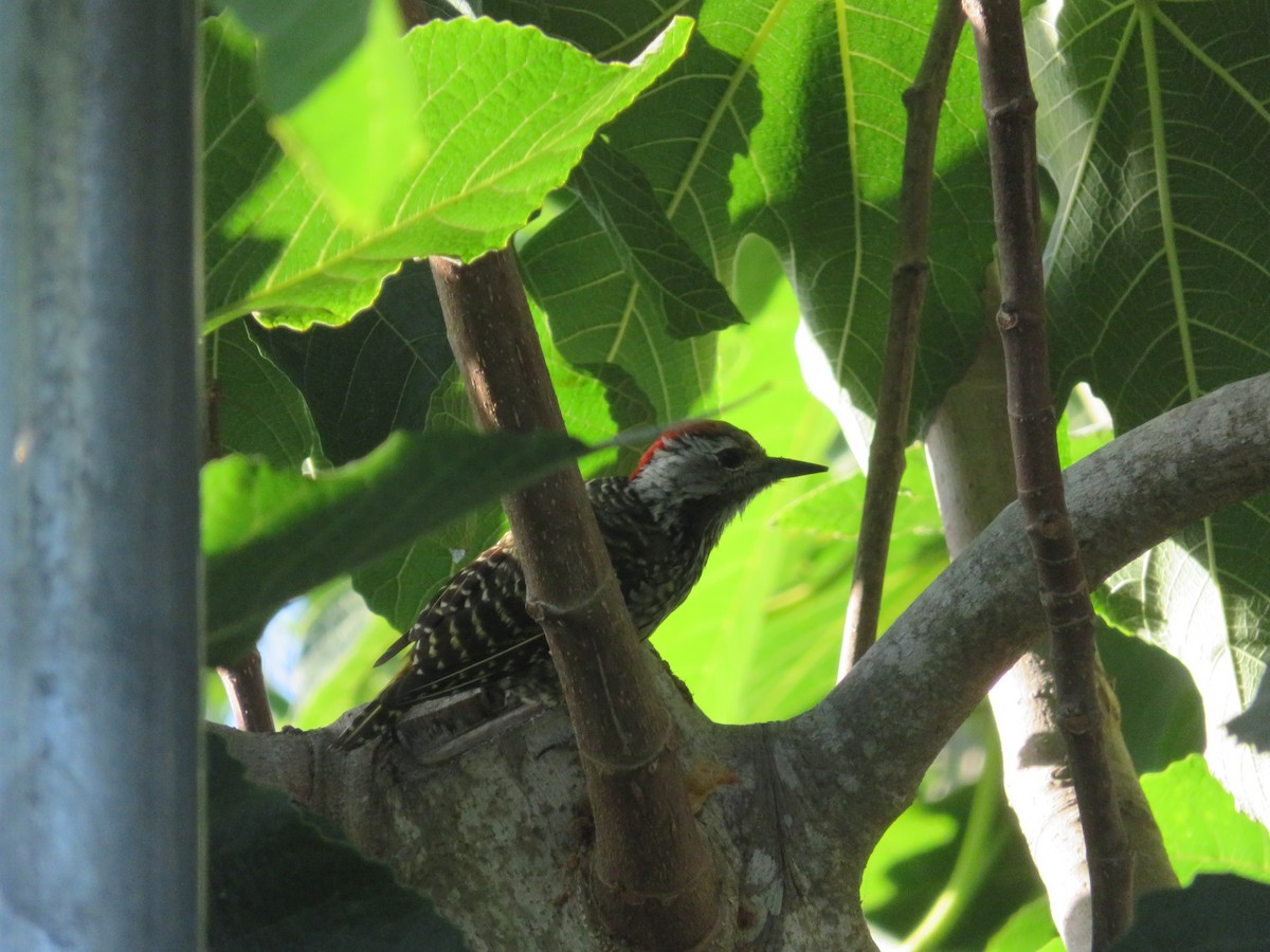 Cardinal Woodpecker - ML647175570