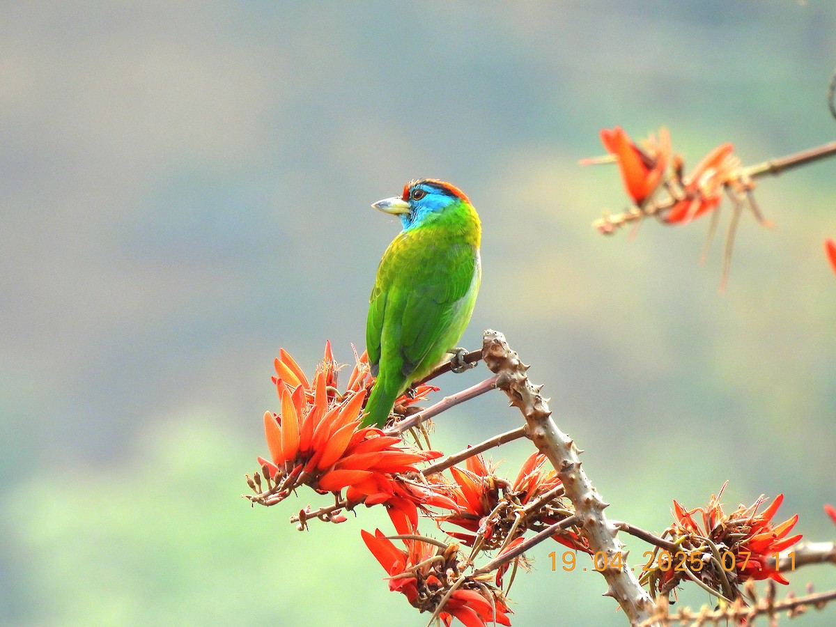 Blue-throated Barbet - ML647175576