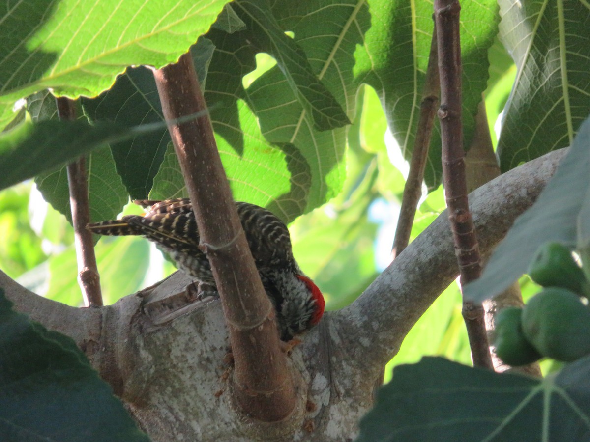 Cardinal Woodpecker - ML647175604