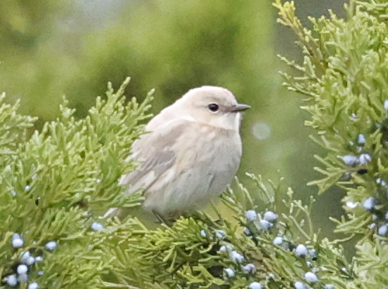 Yellow-rumped Warbler - ML647175605