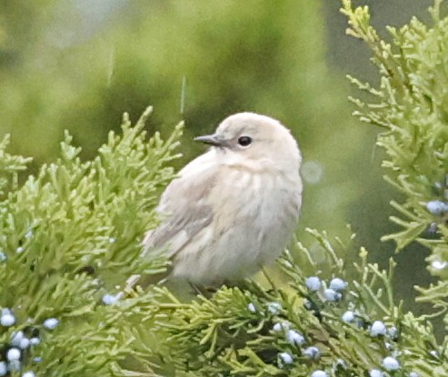 Yellow-rumped Warbler - ML647175606