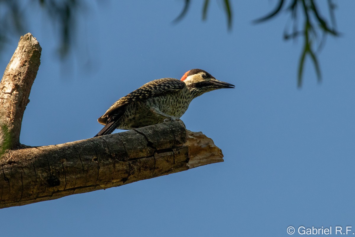 Yeşil-Siyah Ağaçkakan - ML647175619