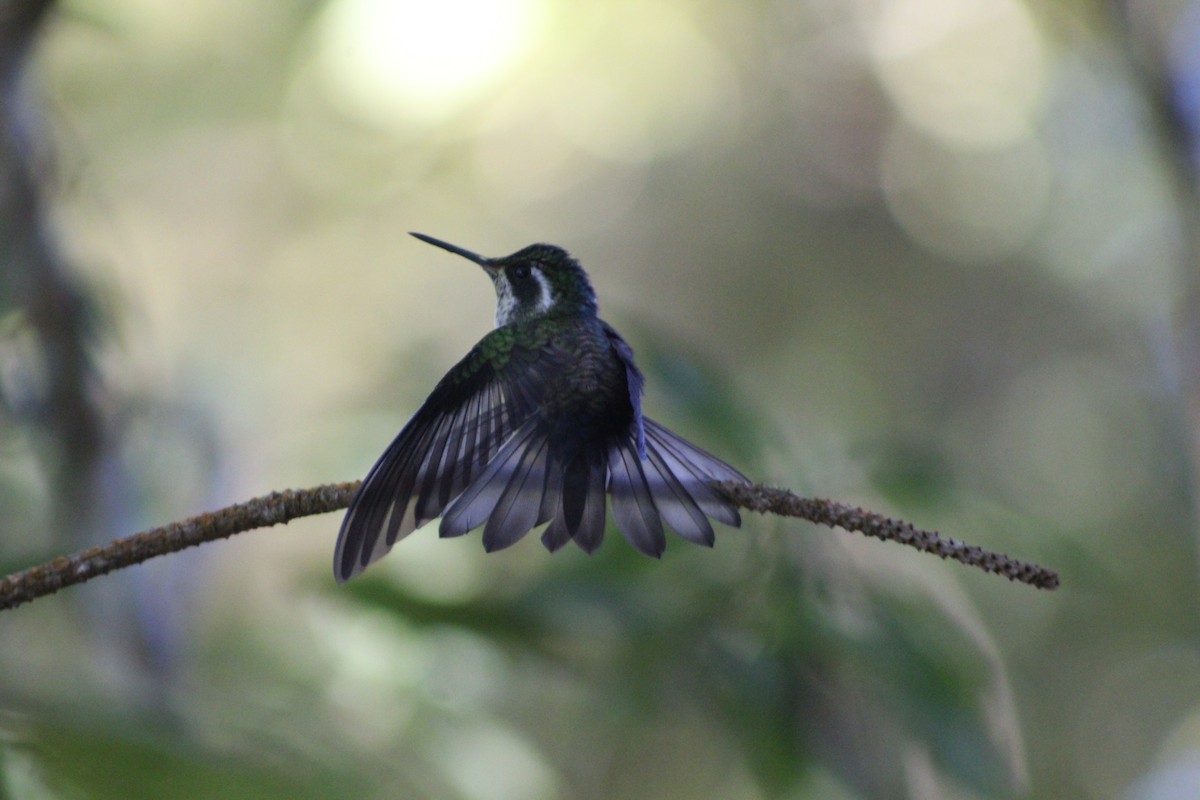 Green-throated Mountain-gem - ML647175621