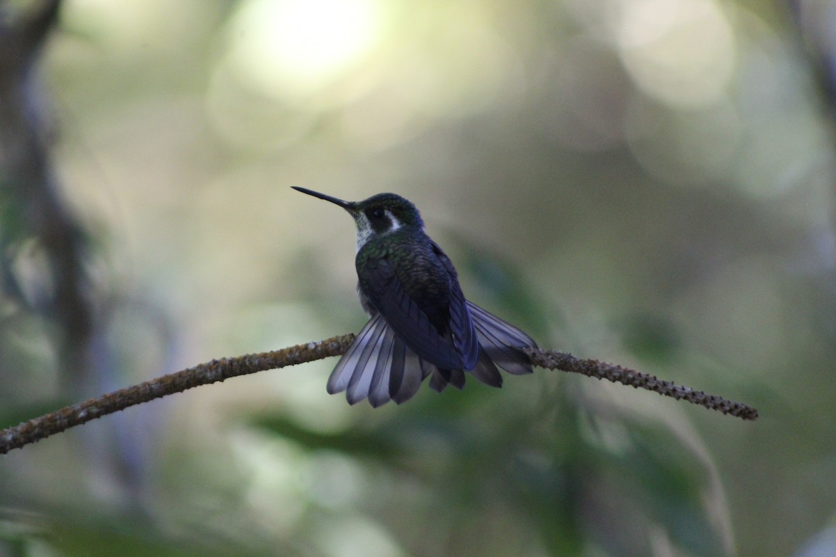 Green-throated Mountain-gem - ML647175622