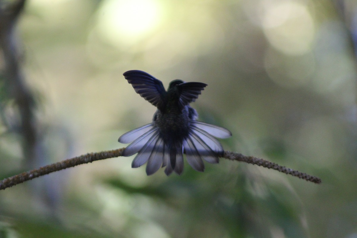 Green-throated Mountain-gem - ML647175623