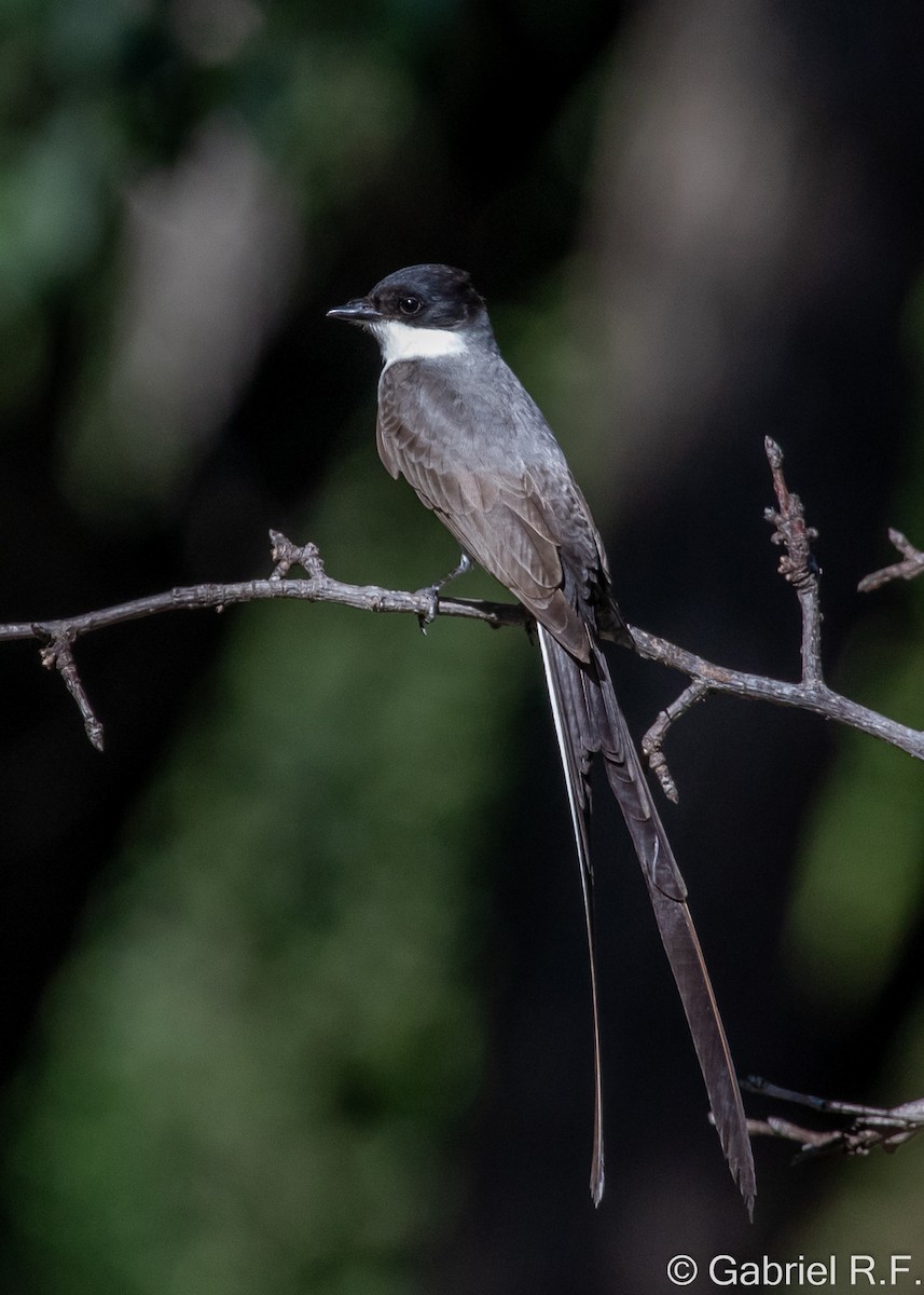 Savan Tiranı - ML647175630