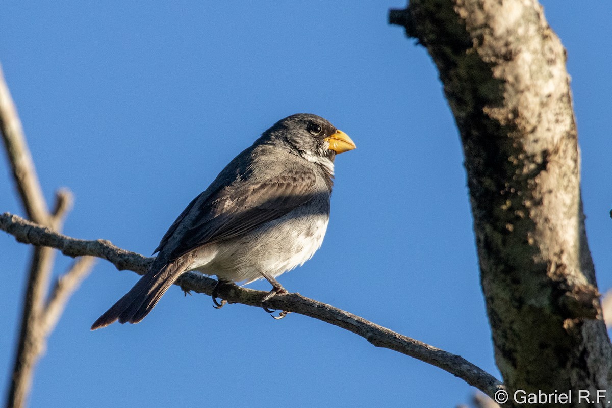 Çift Halkalı Tohumcul - ML647175633