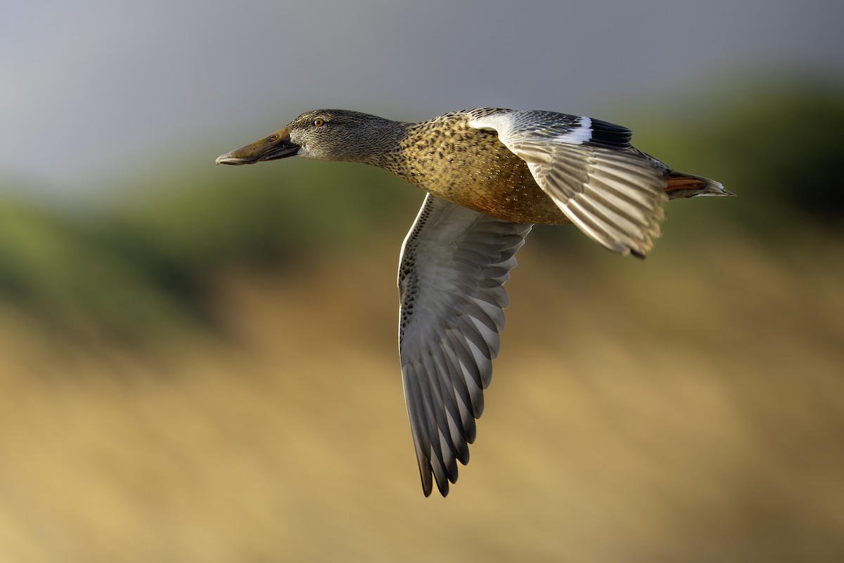 Cuchara Común - ML647175645