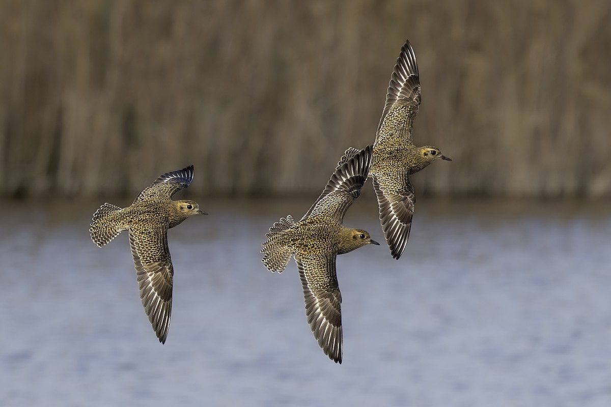 Сивка звичайна - ML647175655