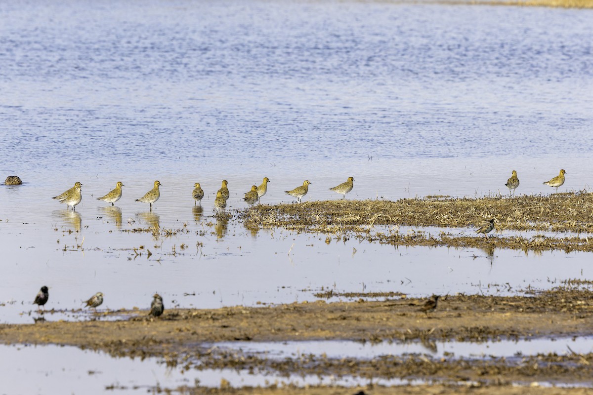 Сивка звичайна - ML647175656