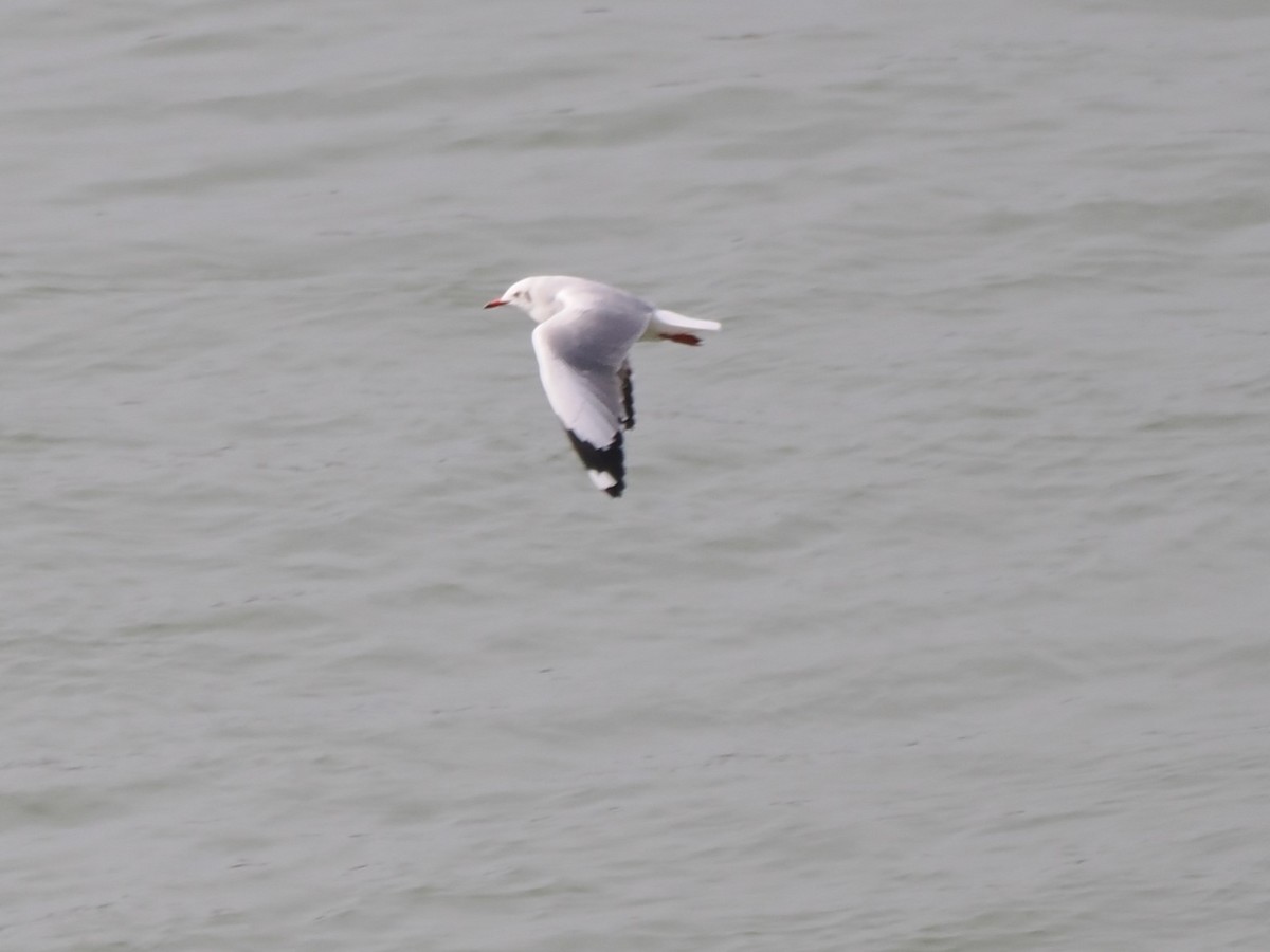 Gaviota Centroasiática - ML647175663