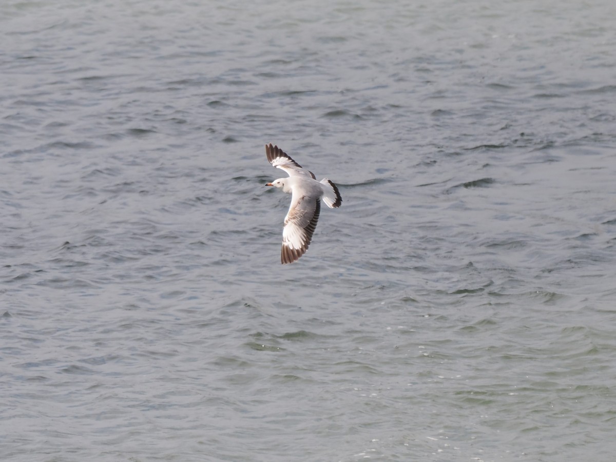 Gaviota Centroasiática - ML647175664