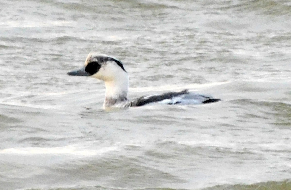 מרגון גמדי - ML647175667