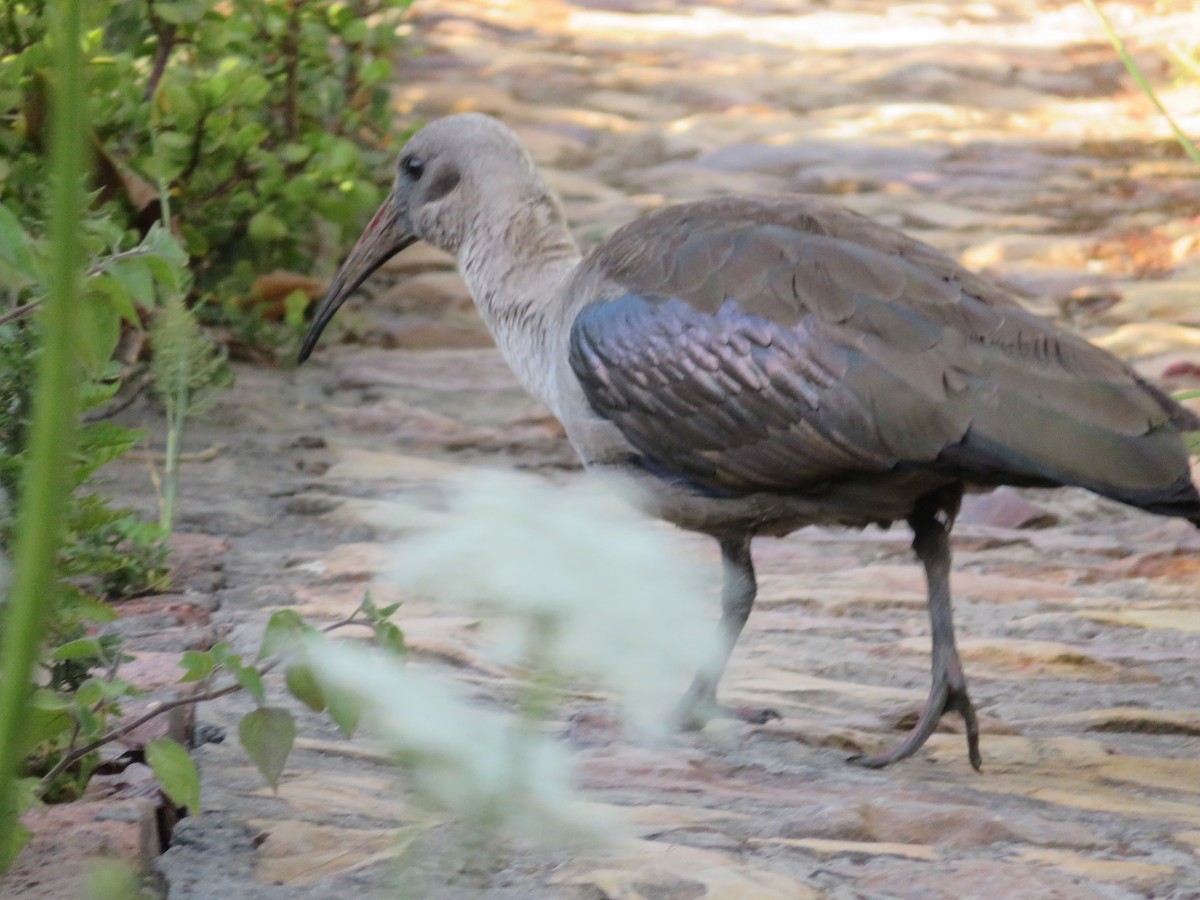 Хагедаш - ML647175669