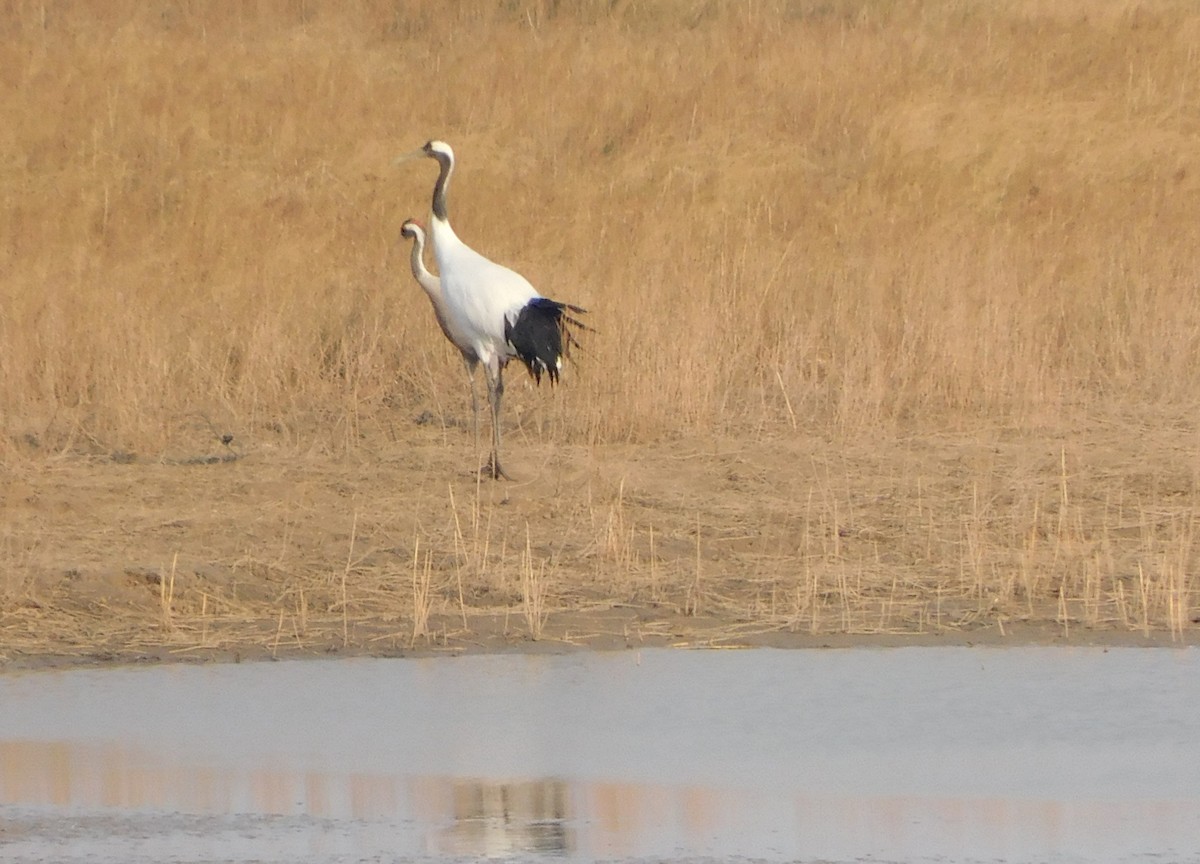 Japon Turnası - ML647175679