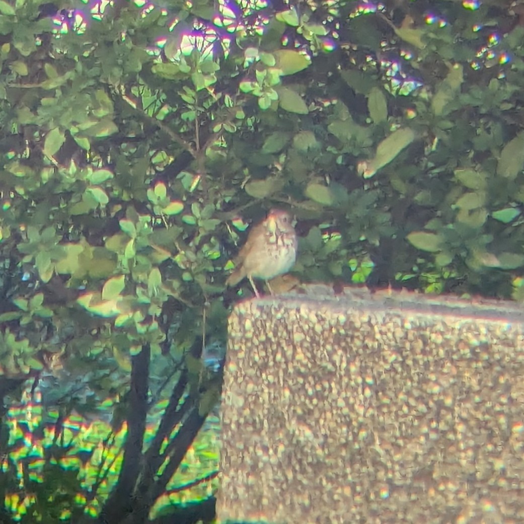 Дрізд-короткодзьоб плямистоволий - ML647175690