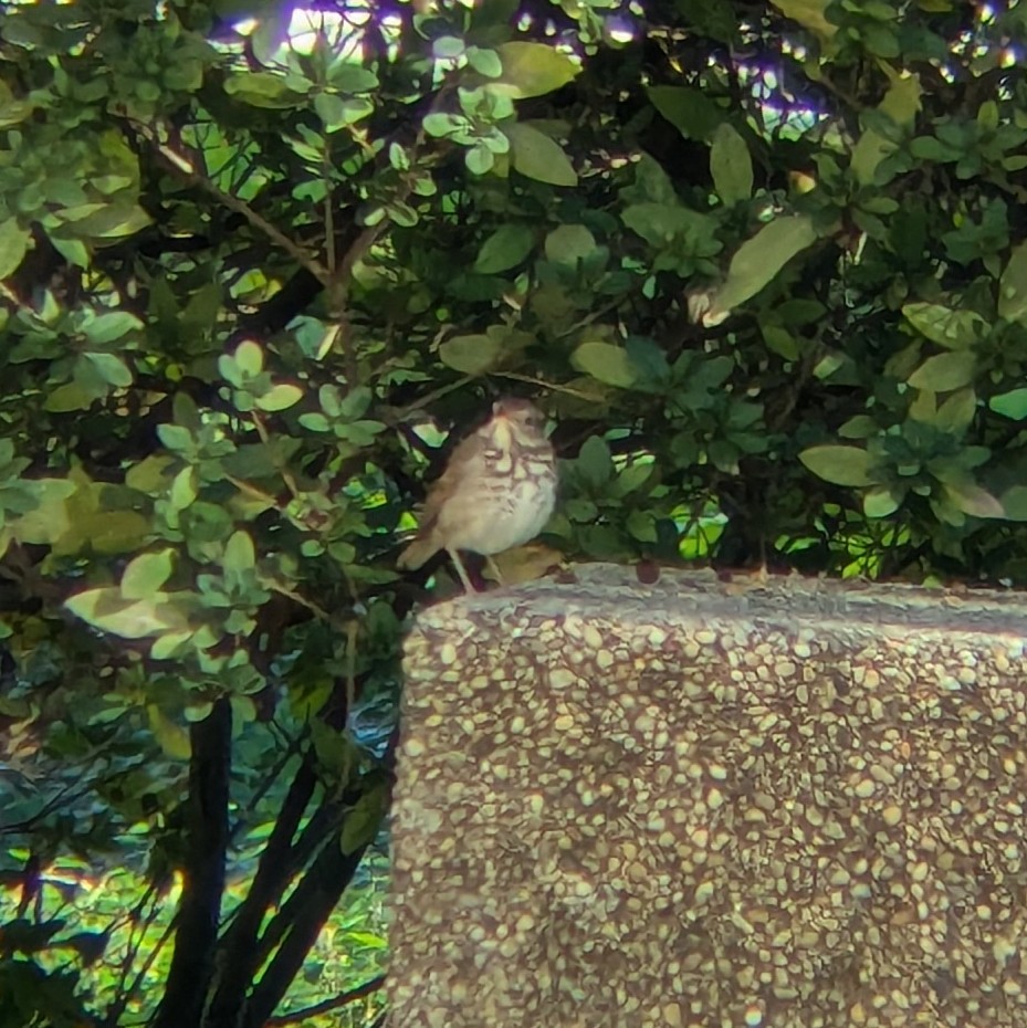 Дрізд-короткодзьоб плямистоволий - ML647175691