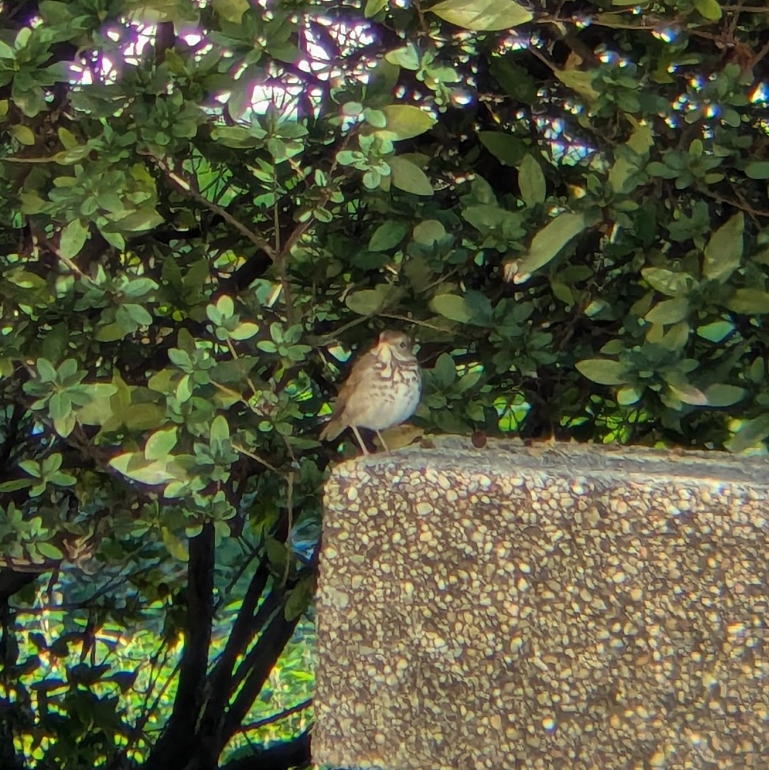 Дрізд-короткодзьоб плямистоволий - ML647175692